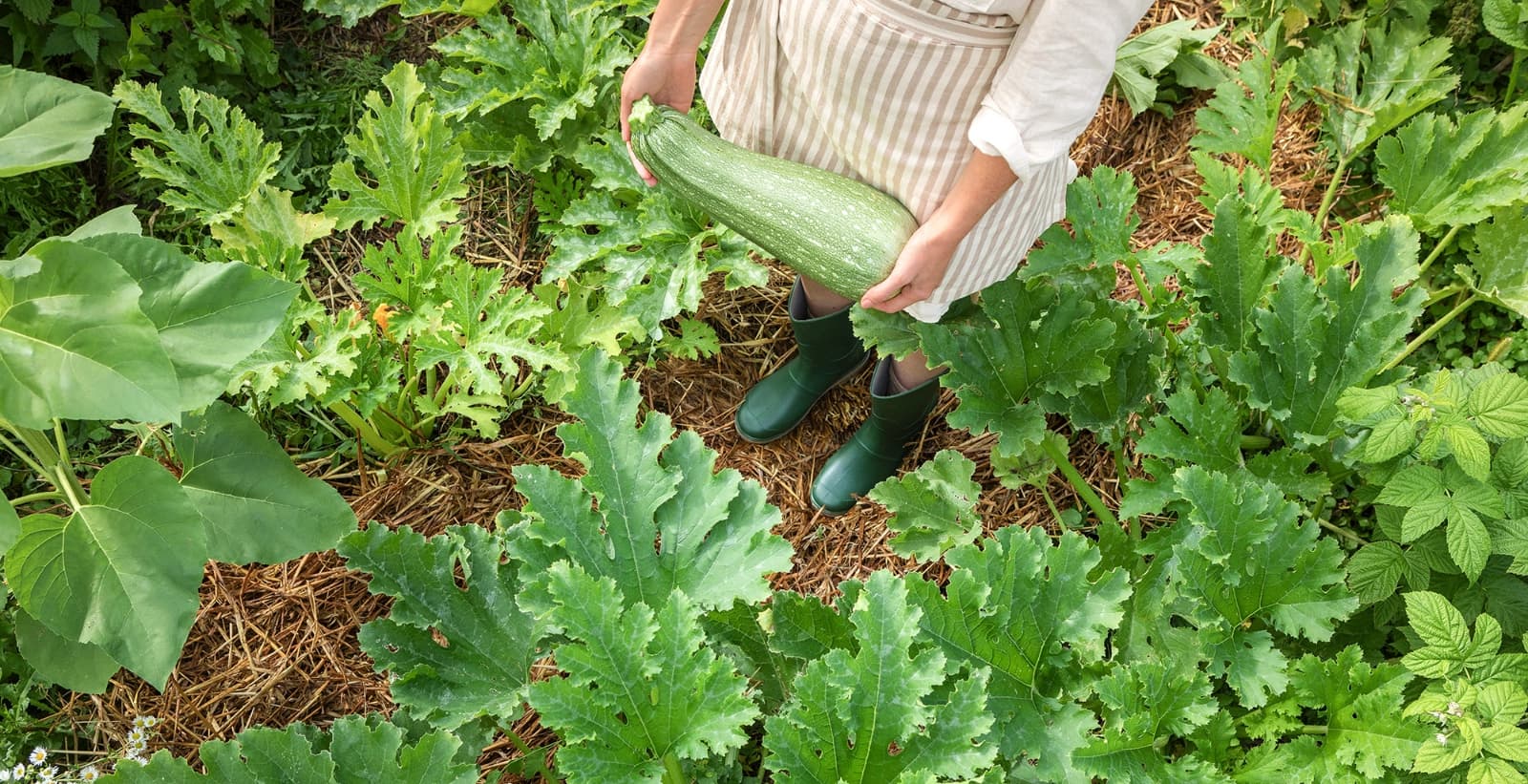 Zucchini ernten und genießen