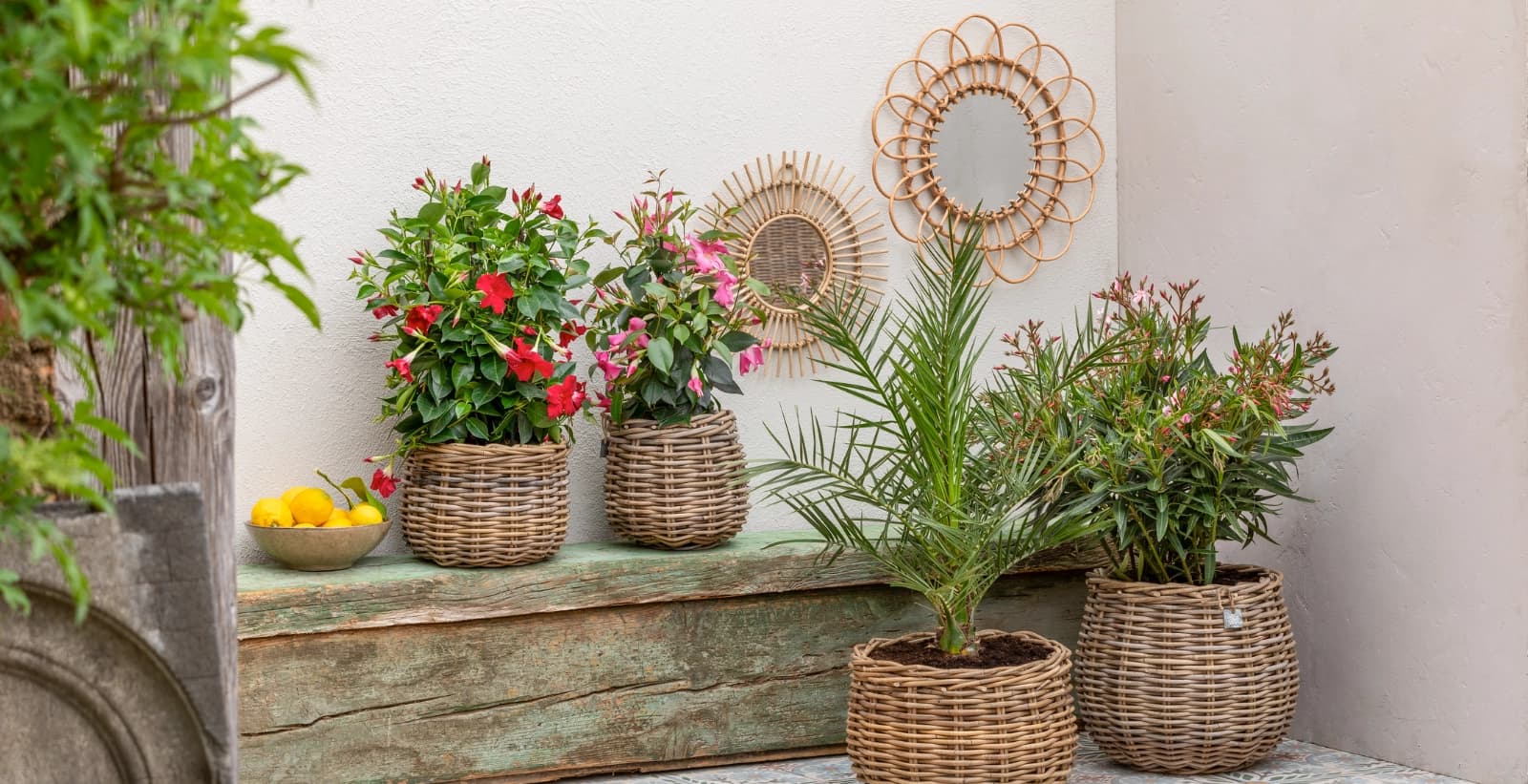 Urlaubsgefühl: Schöne Kombinationen mit Oleander