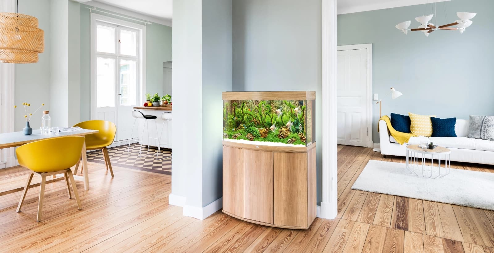 Warum entstehen Algen im Aquarium?