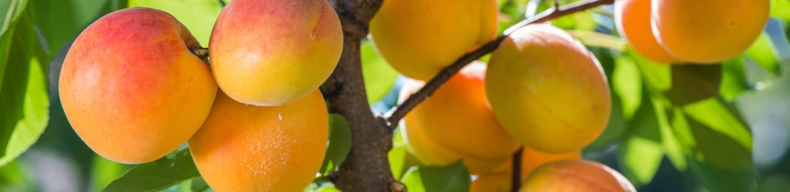 Pfirsiche, Nektarinen und Aprikosen im eigenen Garten