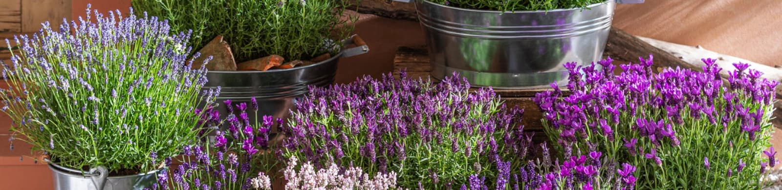 Lavendel schneiden – so bleibt er kompakt und blühfreudig