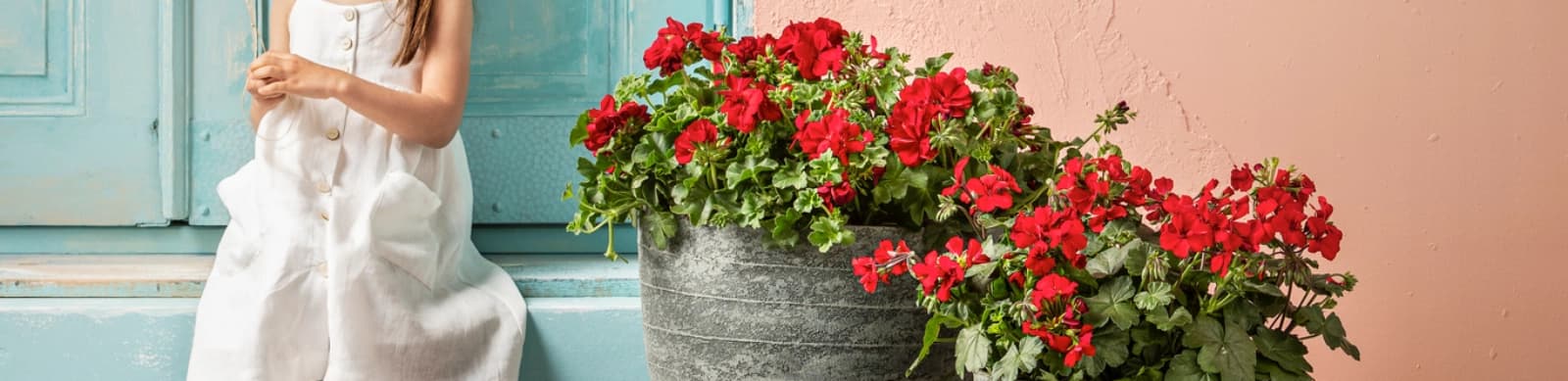 Geranien: Farbenfrohe Dauerblüher für Balkon und Garten