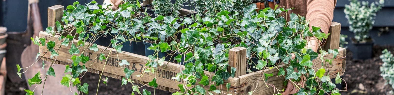 Bodendecker: Pflegeleichte Lösung für dichte, unkrautarme Gartenflächen