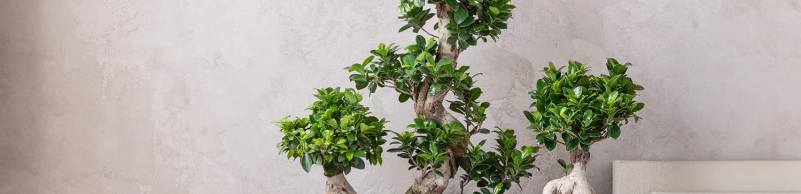 Bonsai – Arten und Pflege der Miniaturpflanzen