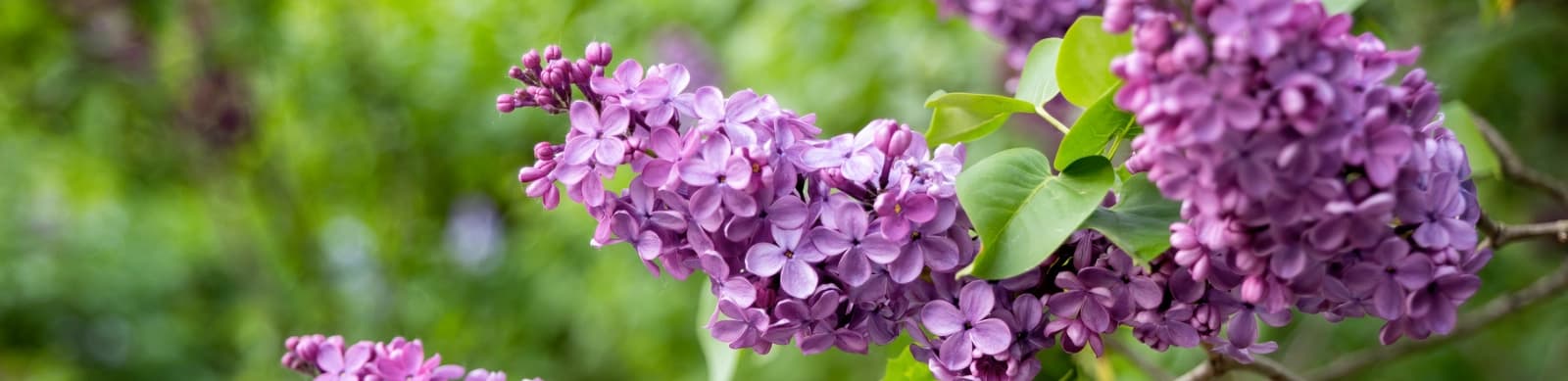 Flieder: Blühender Klassiker für Garten und Beet