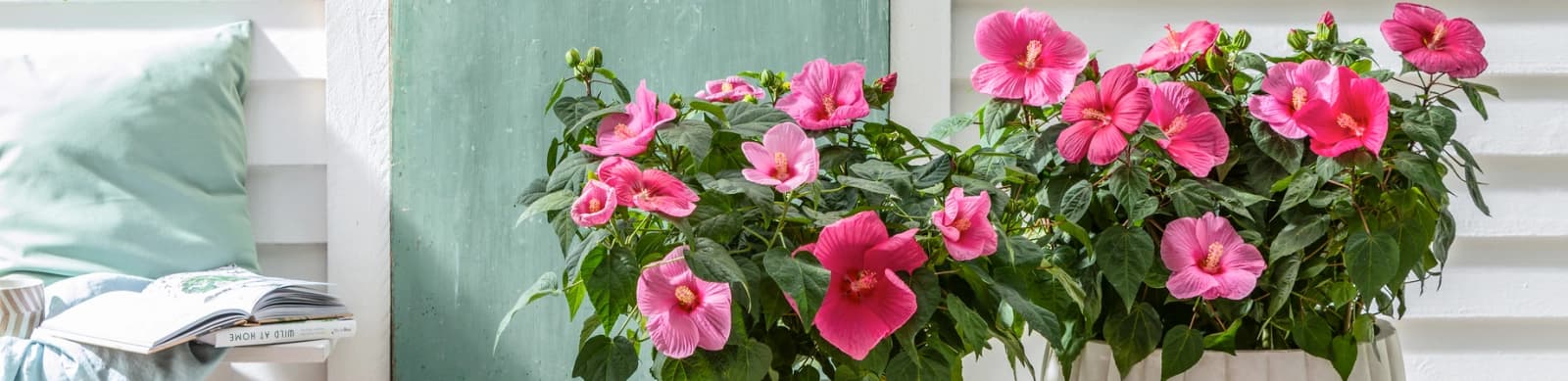 Hibiskus – Blütenmeer für die Seele