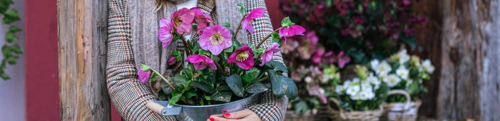 Helleborus – Blütenpracht im Winter