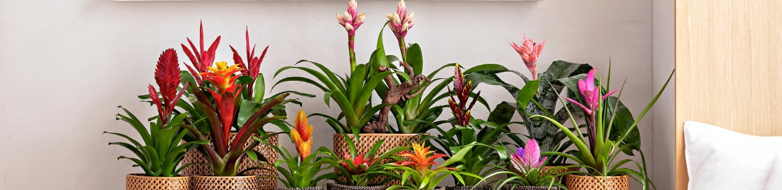 Bromelien – pflegeleichte Pflanzen mit tropischem Flair