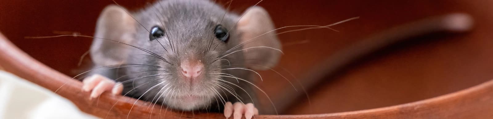 Ratten