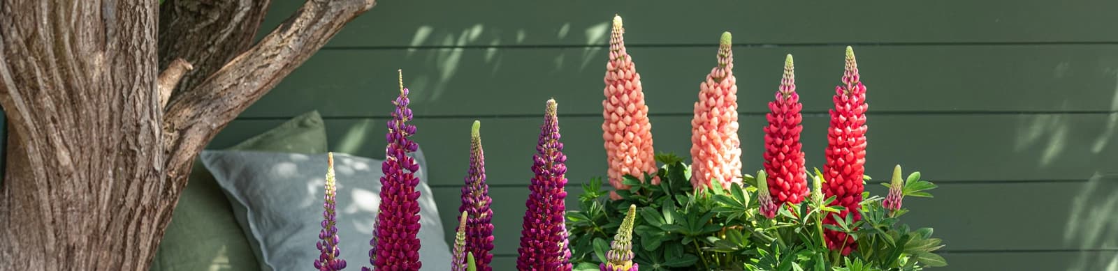 Lupinen: Pflegeleichte Blütenstauden für eine bunte Gartenpracht
