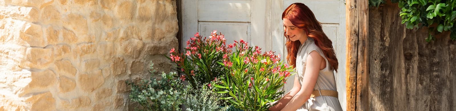 Oleander – mediterranes Flair für Zuhause