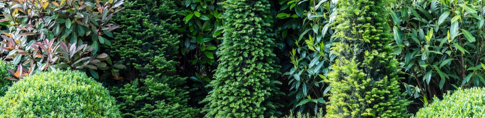 Koniferen schneiden: So bleiben Thuja, Eibe & Co. dauerhaft in Form