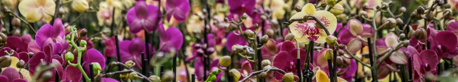 Seidl Gartenbau