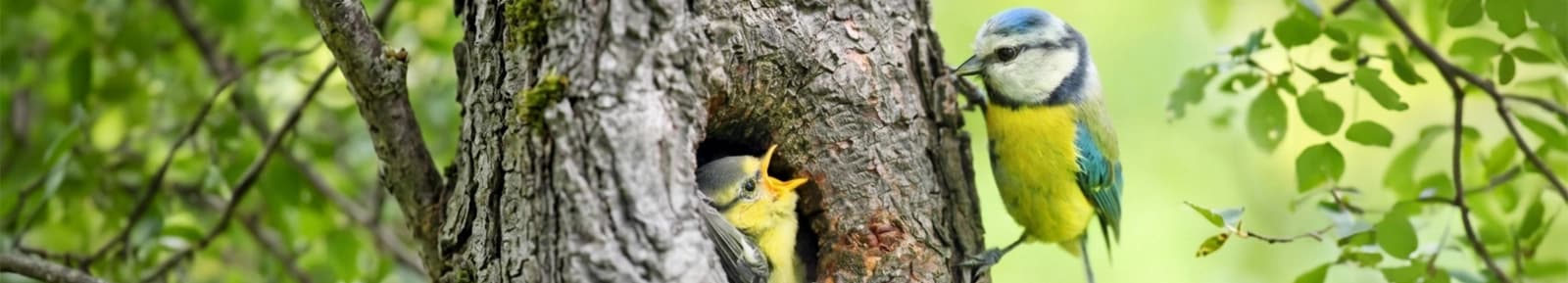Unser Wildvogelfutter-Sortiment