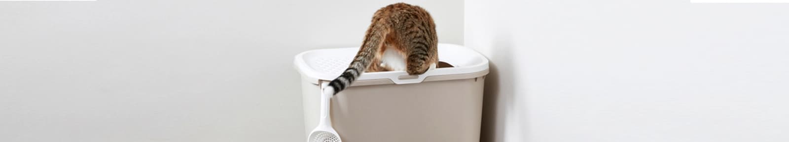 Katzenhygiene