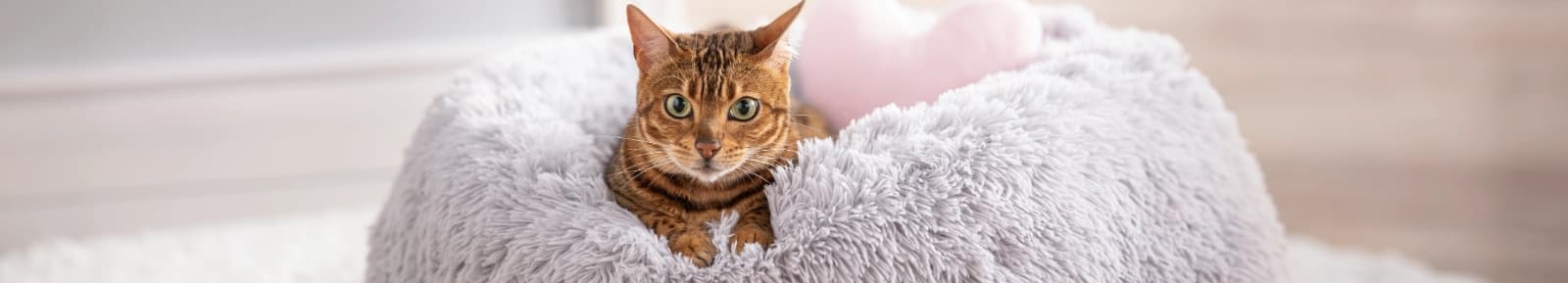 Katzenschlafplätze