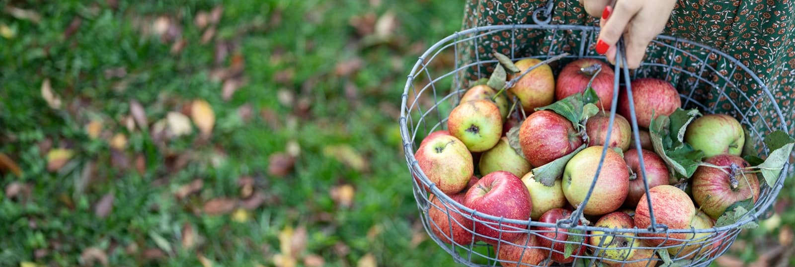 Beerenobst & Obstbäume