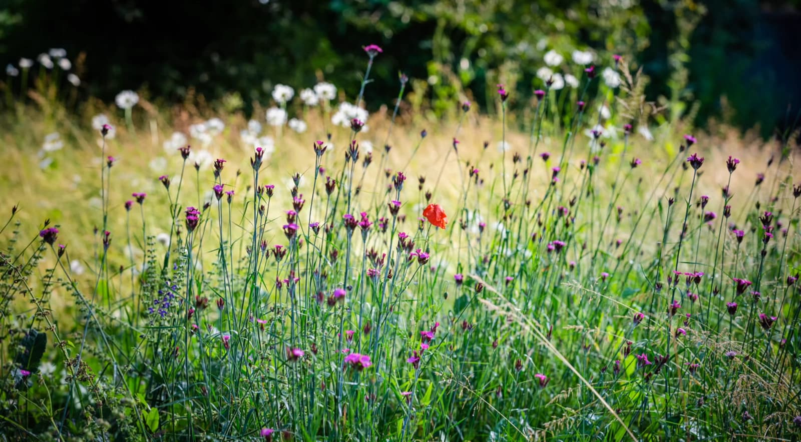 Naturnaher Garten