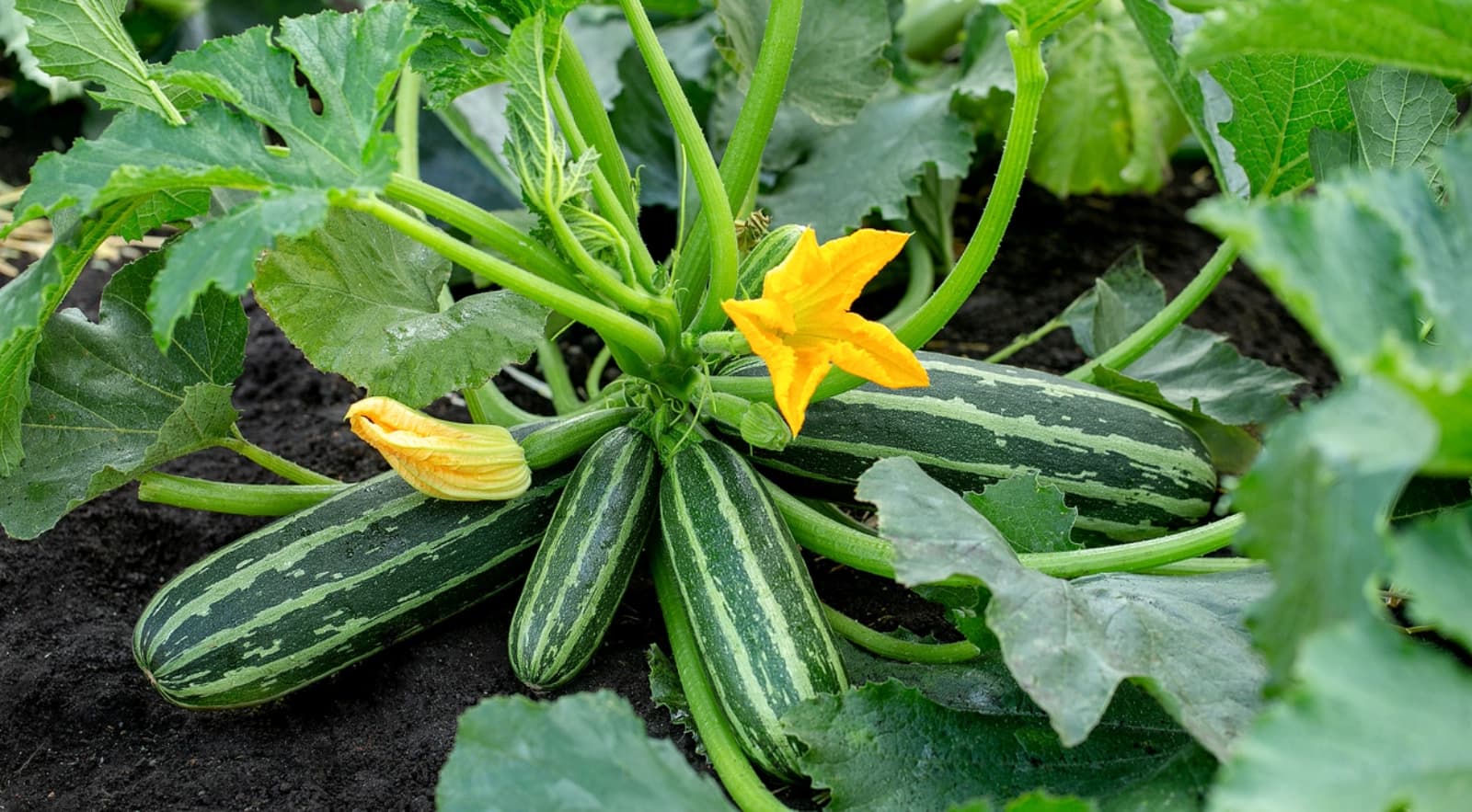 Zucchini