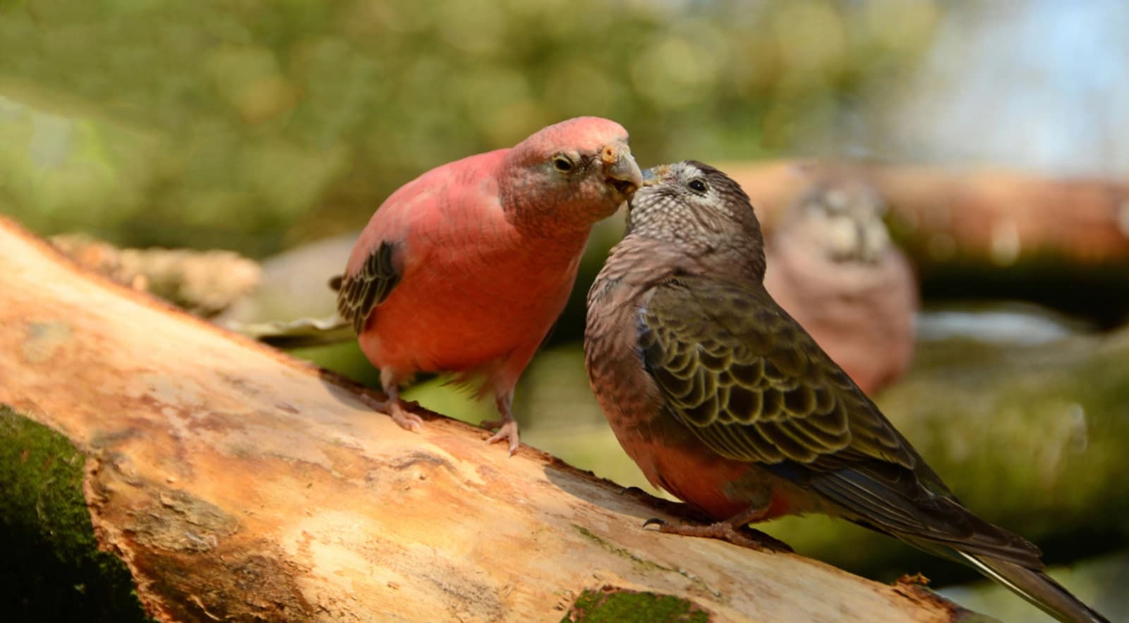Bourkesittiche