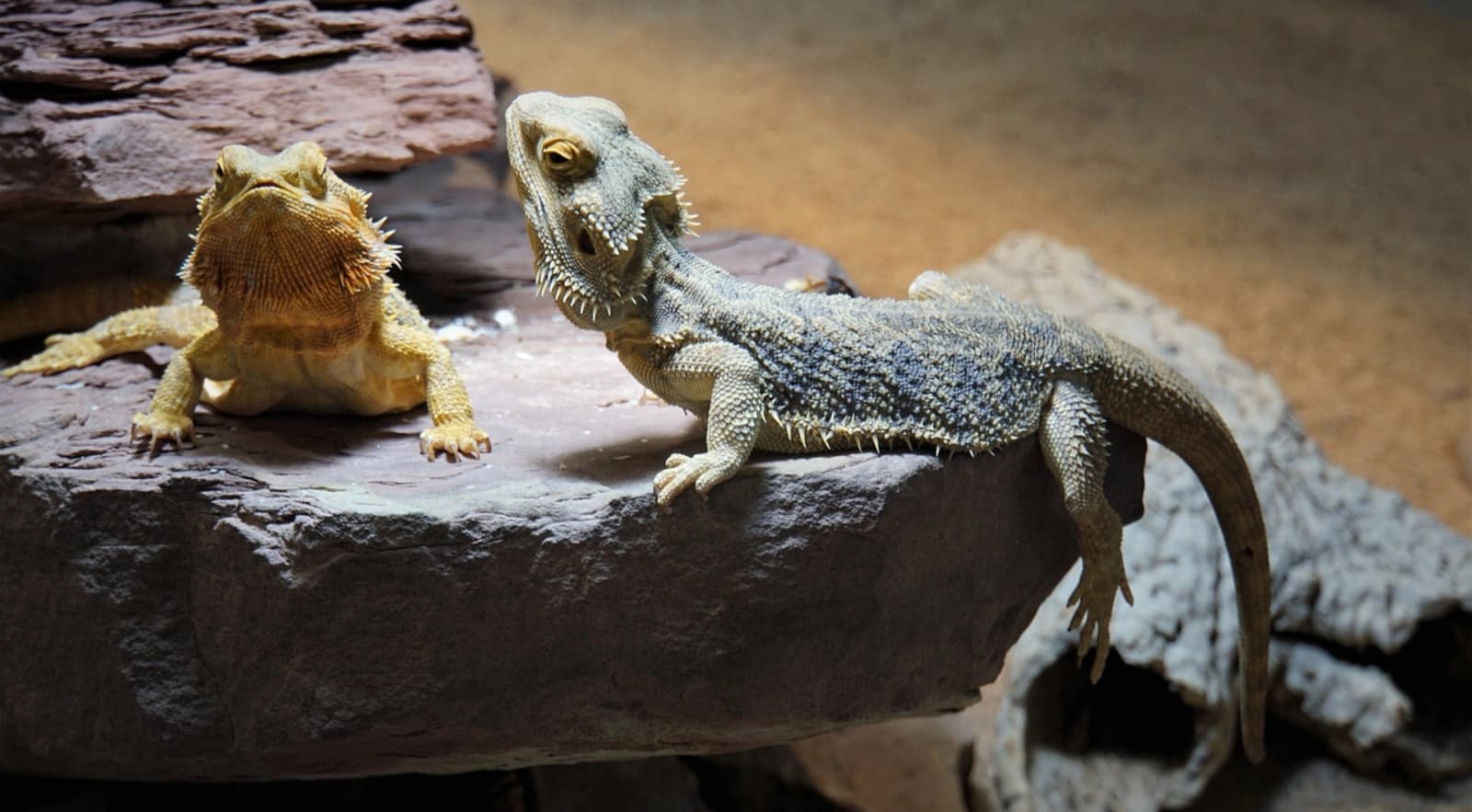 Reptilien halten