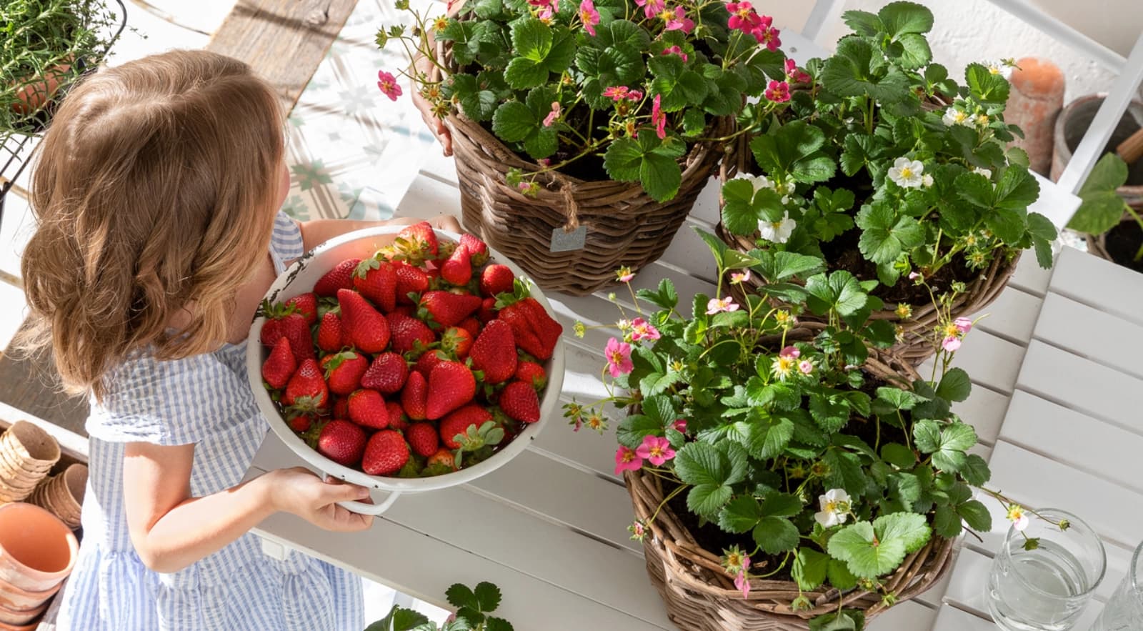 Erdbeeren
