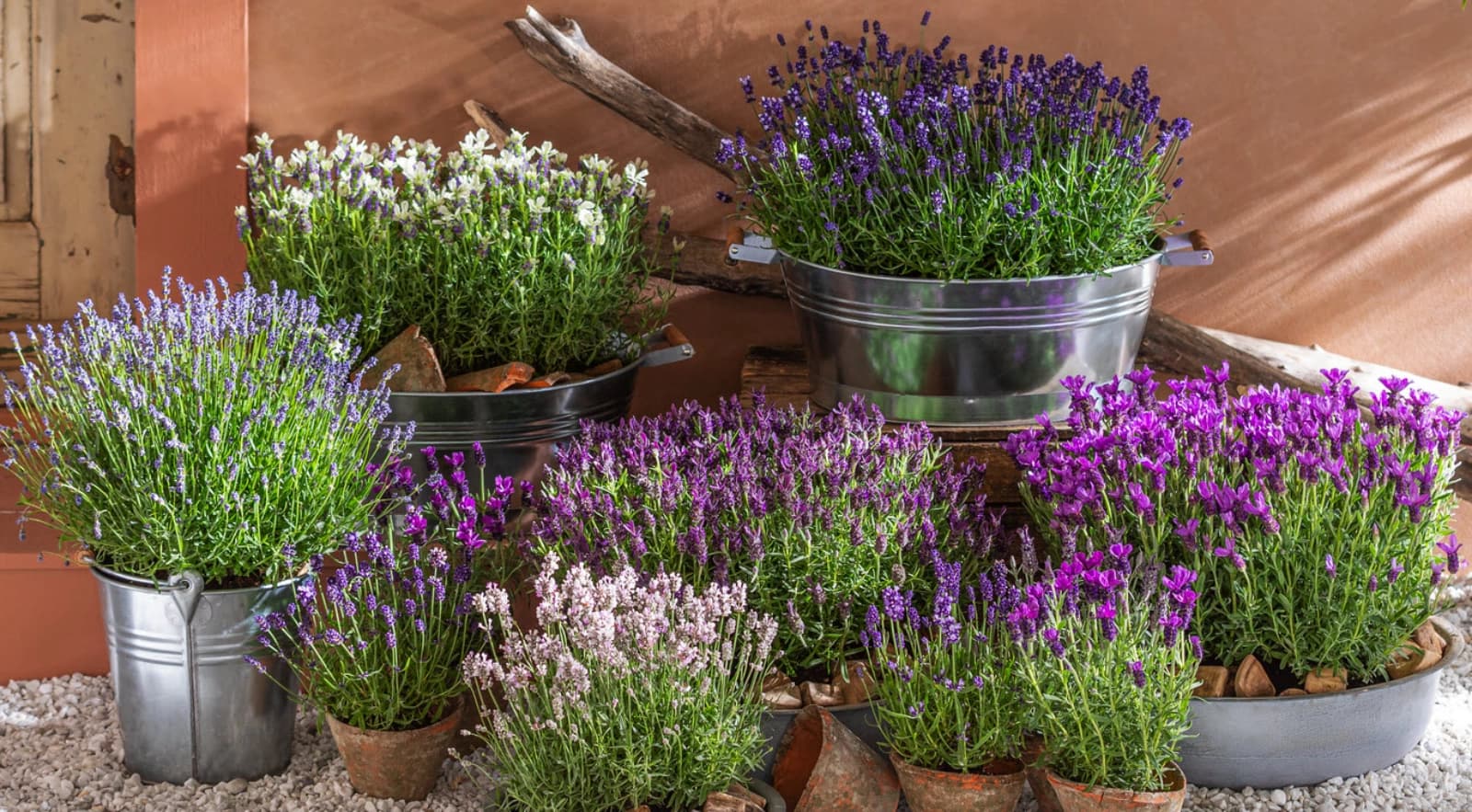 Lavendel schneiden