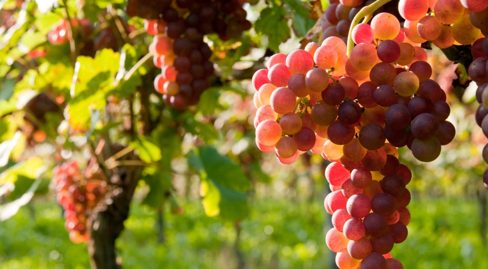 Wein