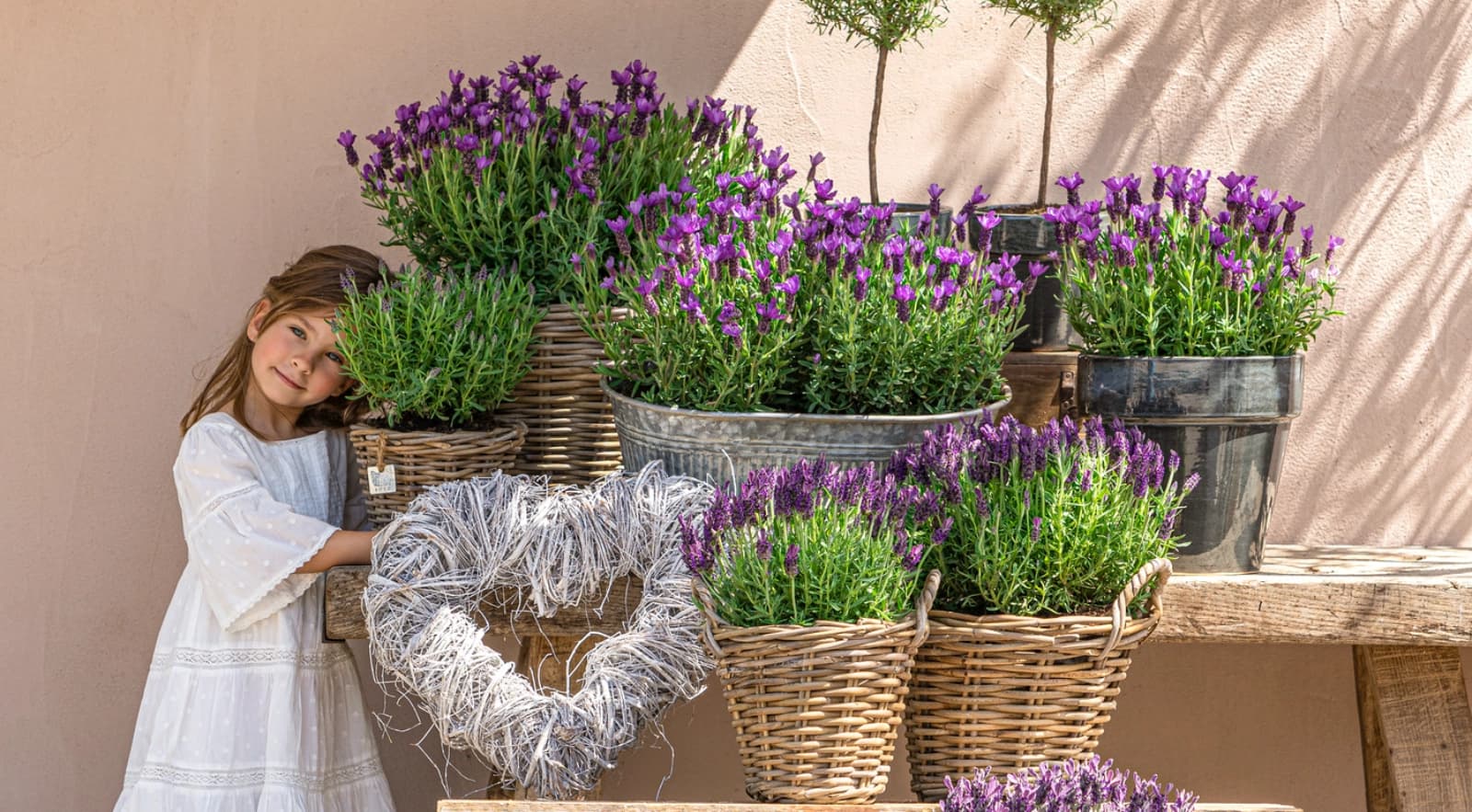 Lavendel schneiden