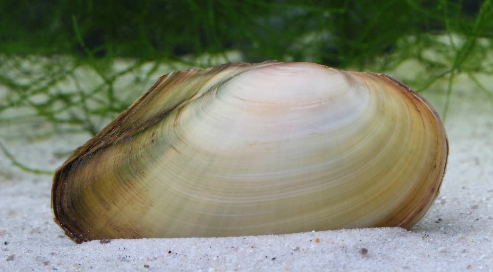 Teichmuscheln