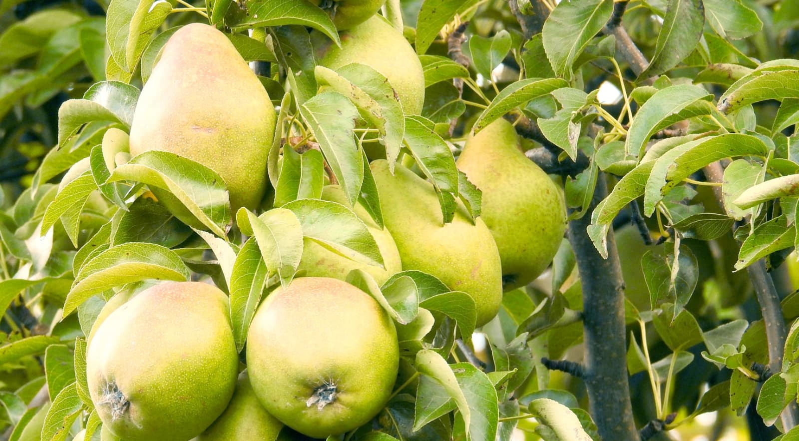 Birnbaum
