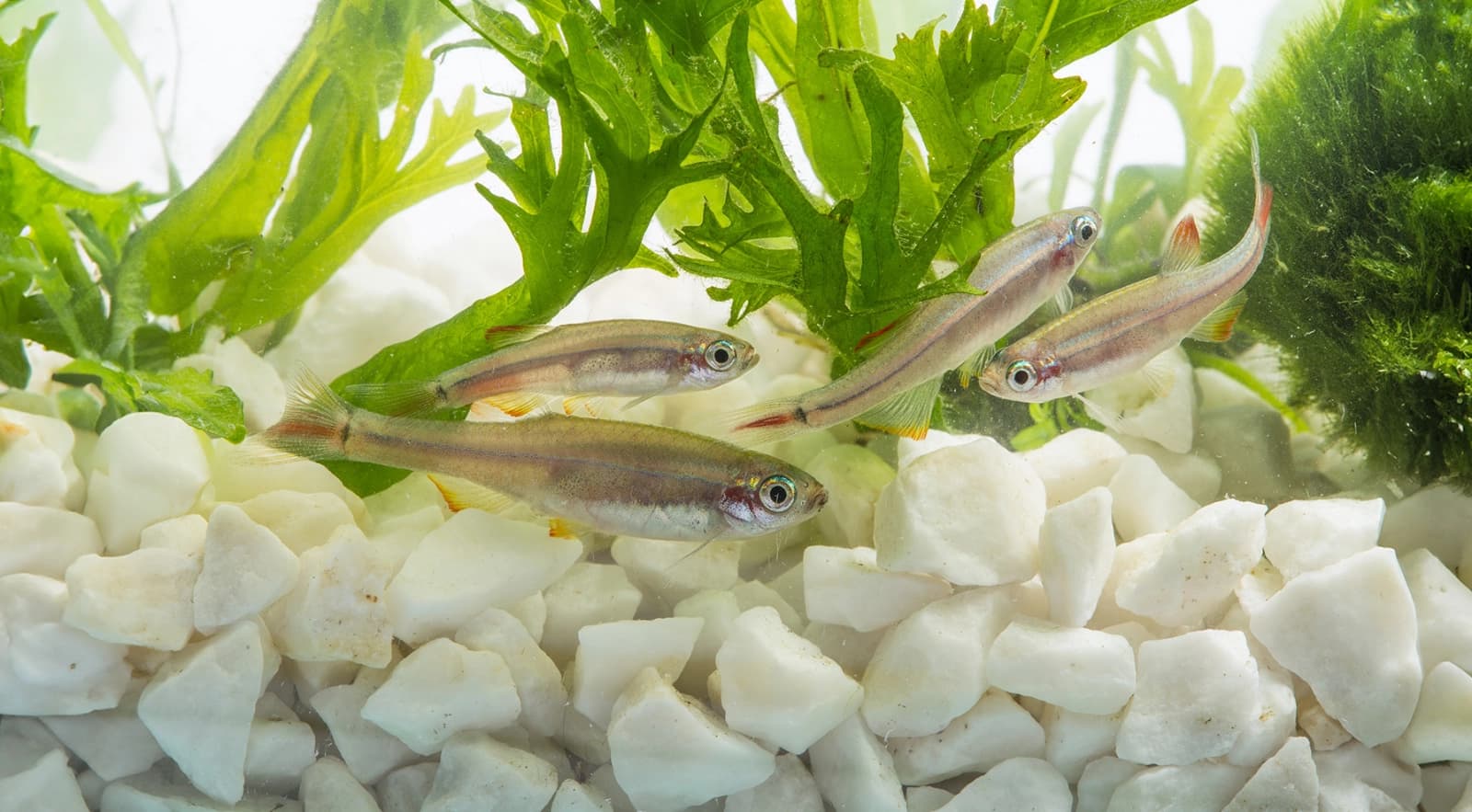 Kardinalfische