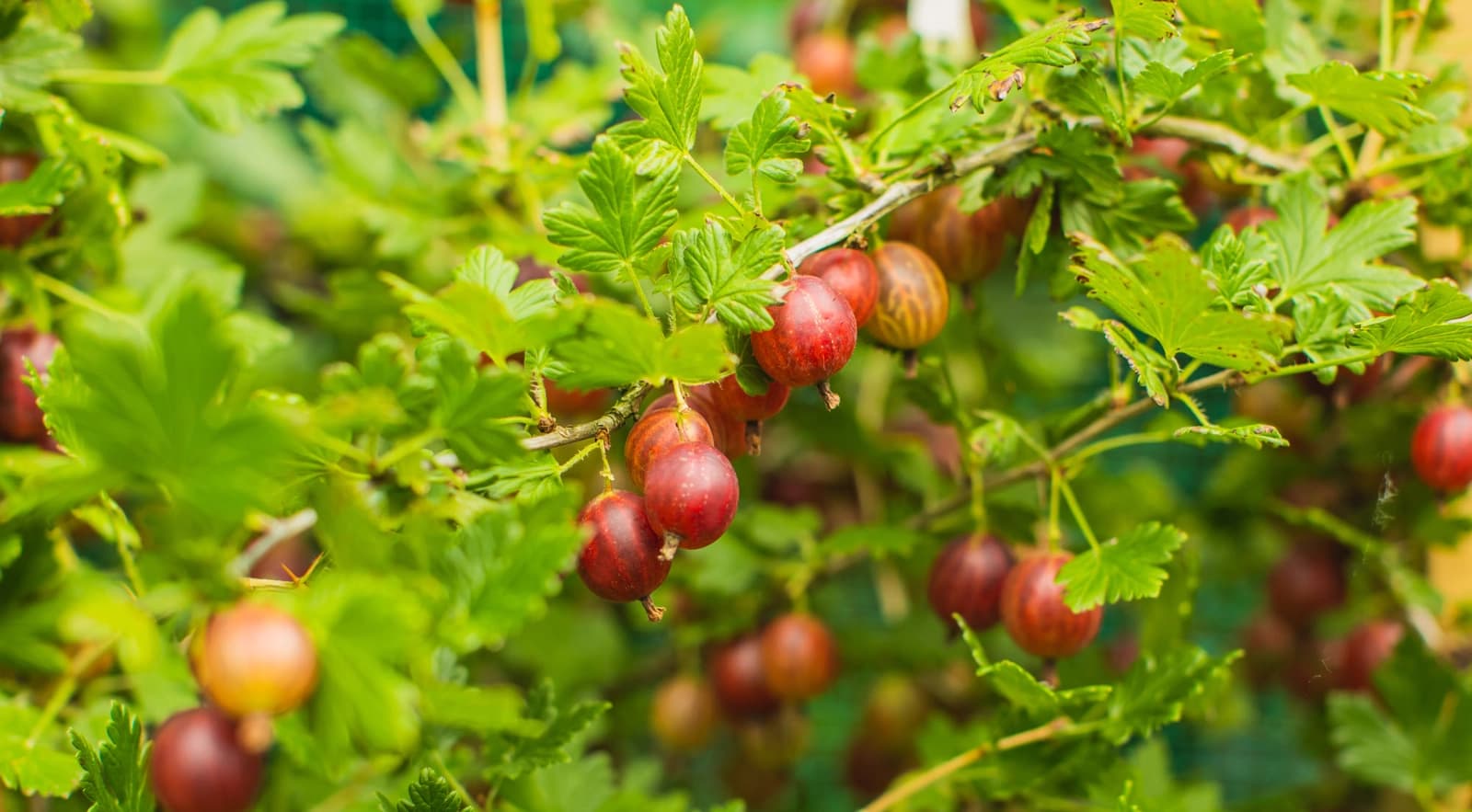 Stachelbeeren