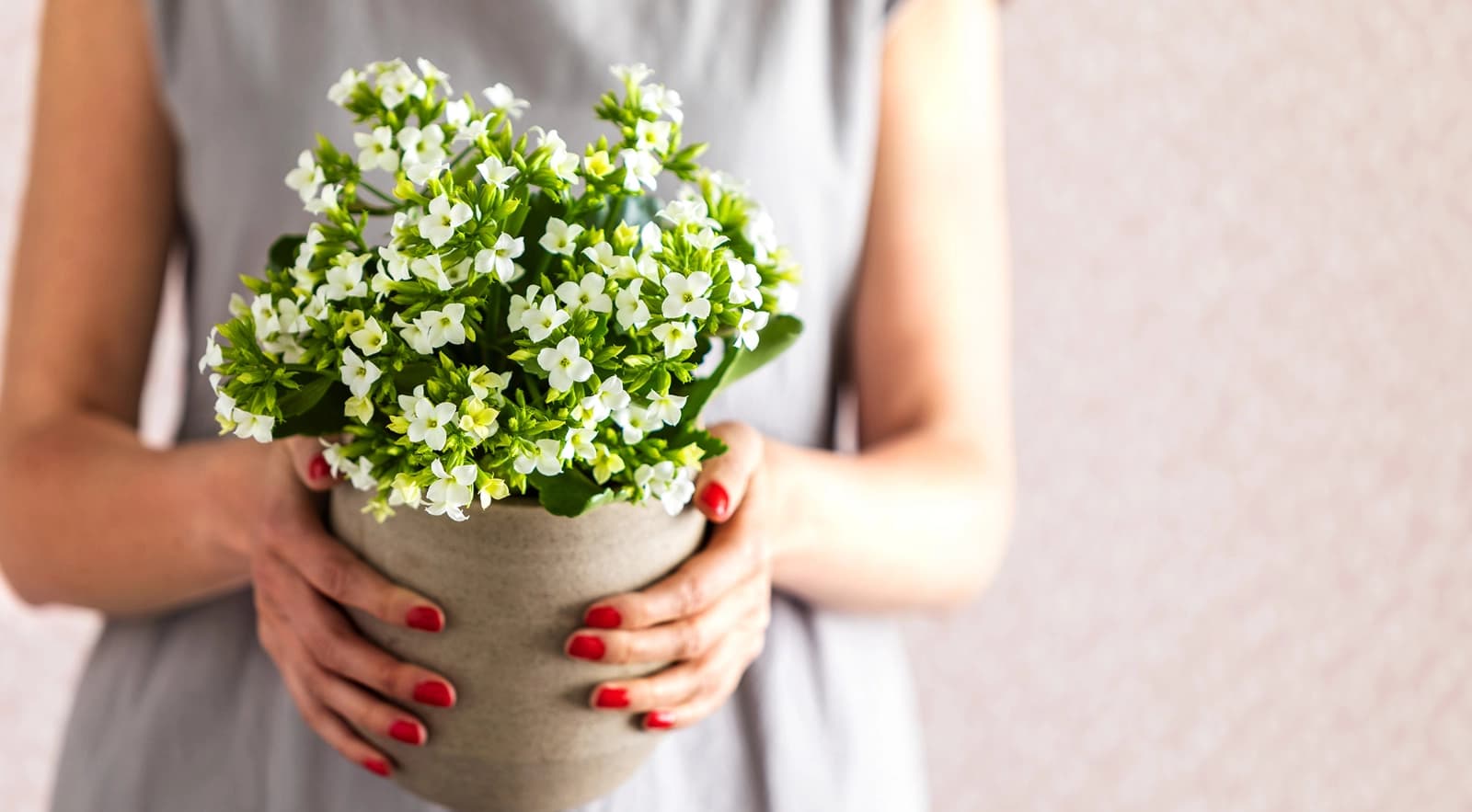 Kalanchoe