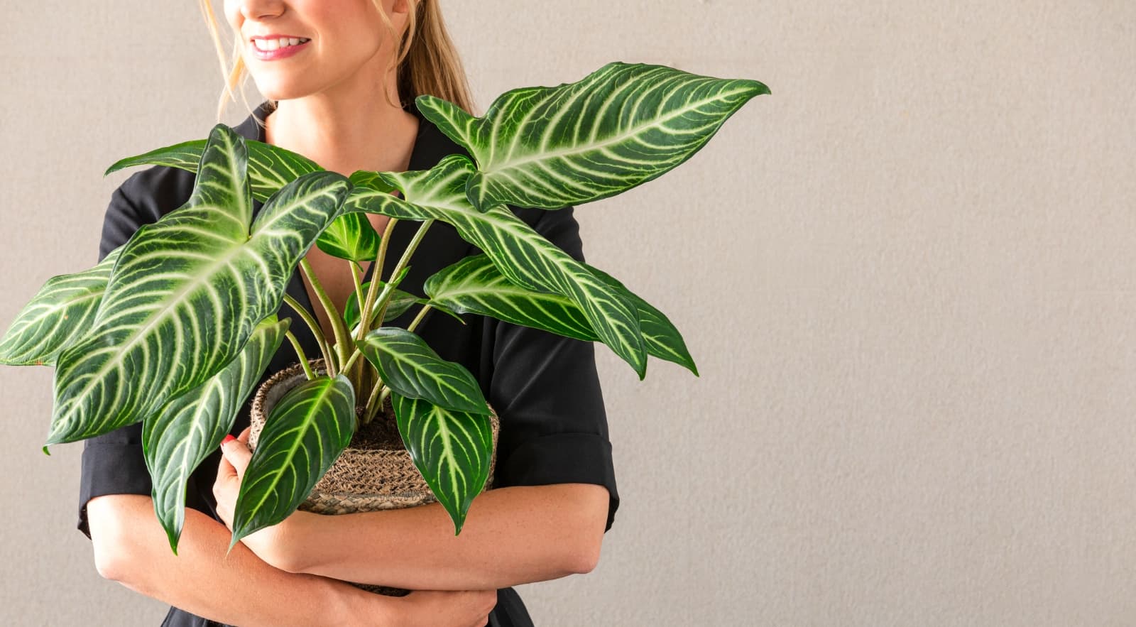 Philodendron