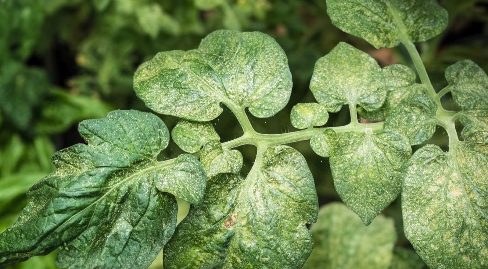 Biozide im Garten