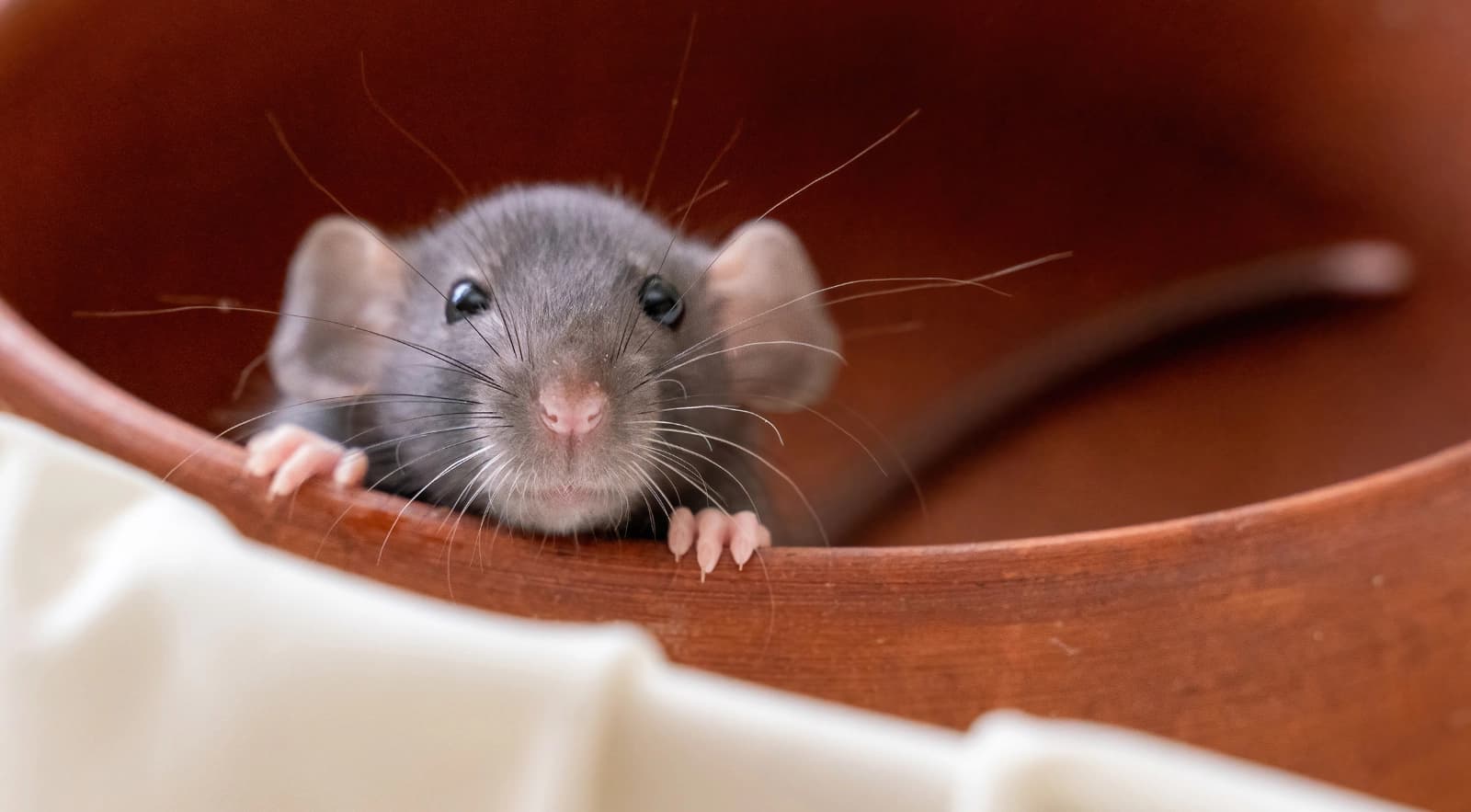 Ratten