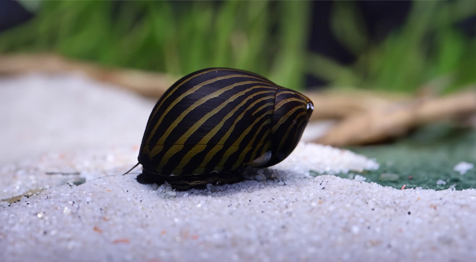 Rennschnecke