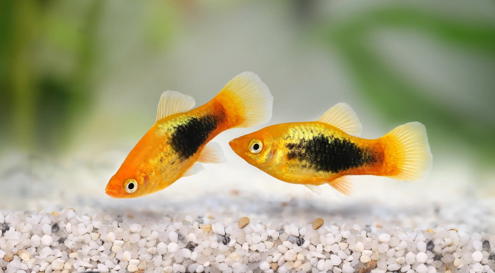 Platys