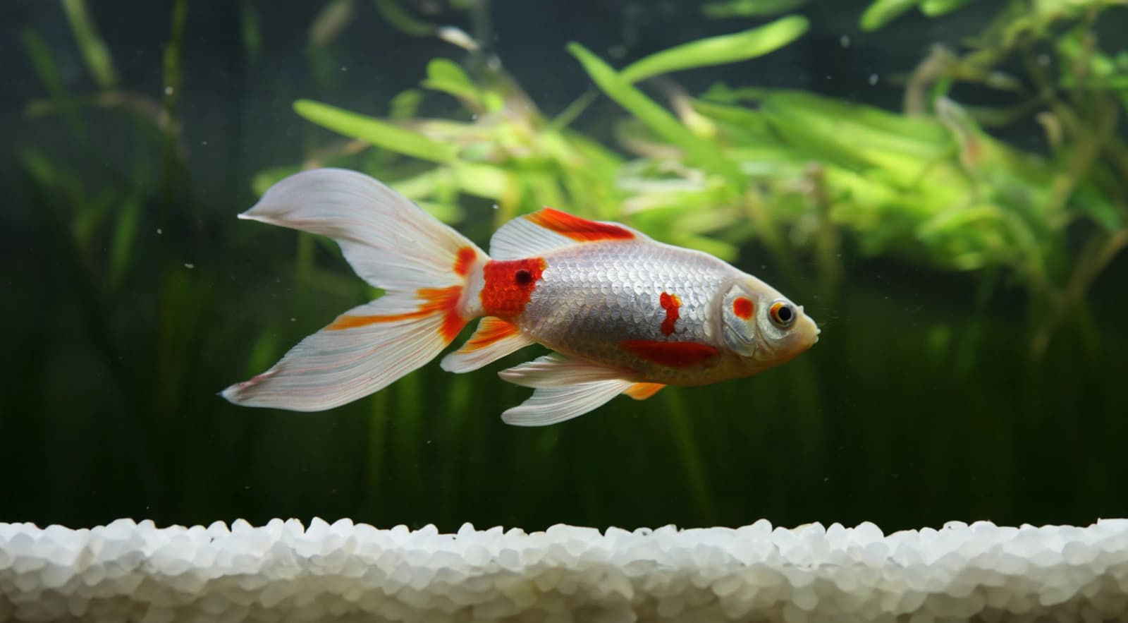 Goldfische
