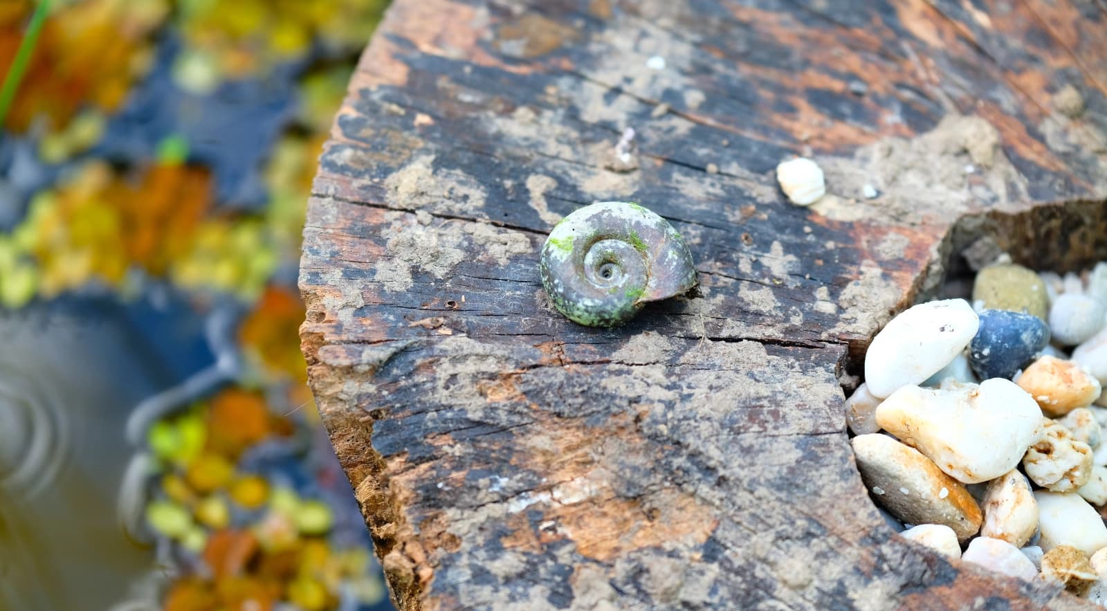 Posthornschnecke