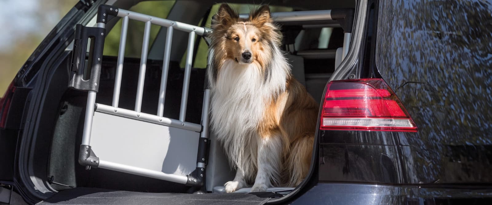 Aktions-Sonntag: 10 % auf Hunde-Transportboxen