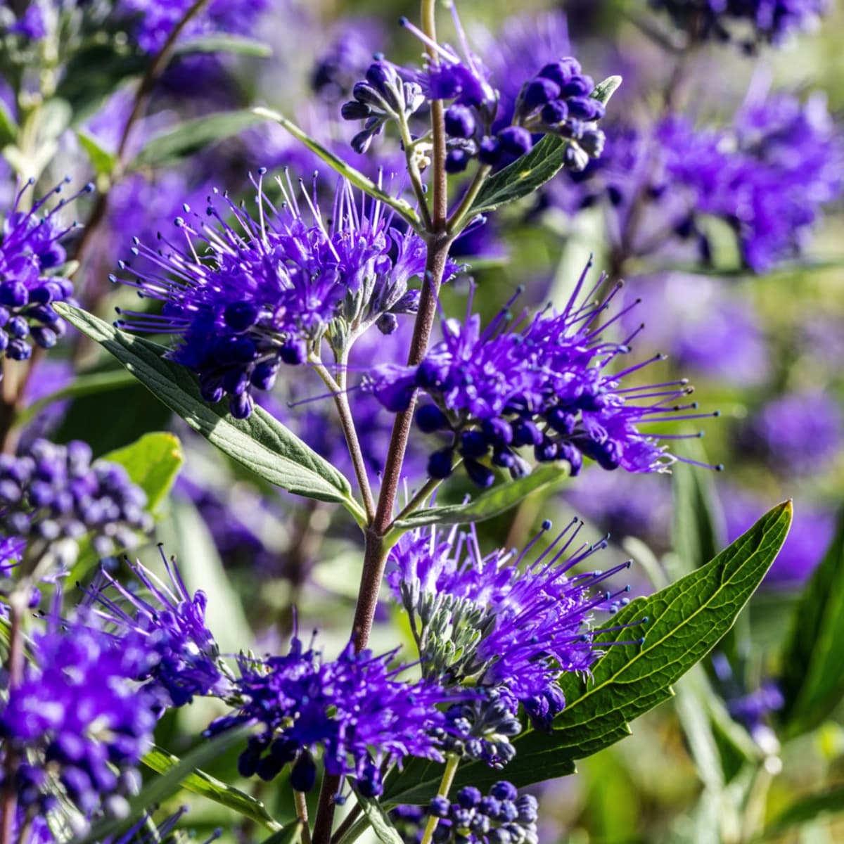 Blühende Sträucher