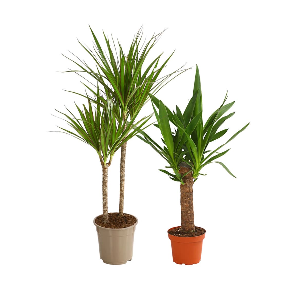 Drachenbaum & Yucca