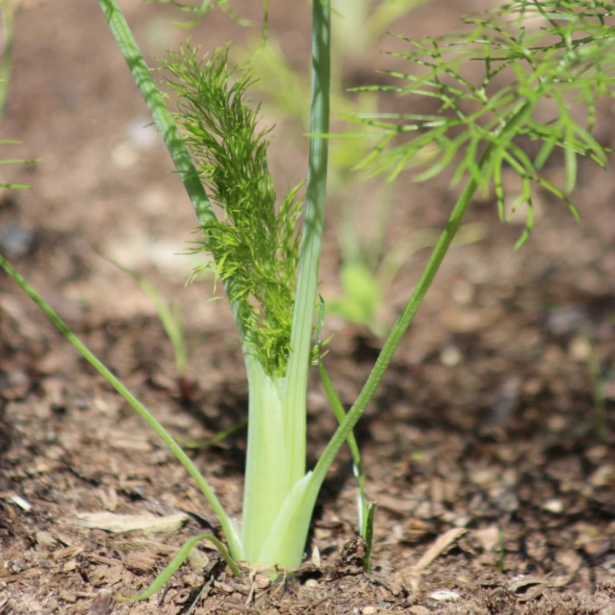 Fenchel