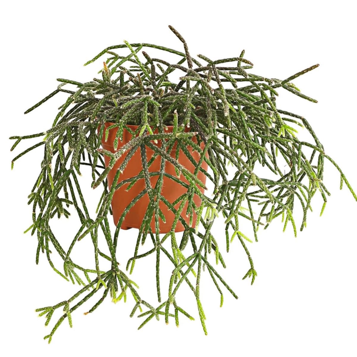 4. Korallen­kaktus