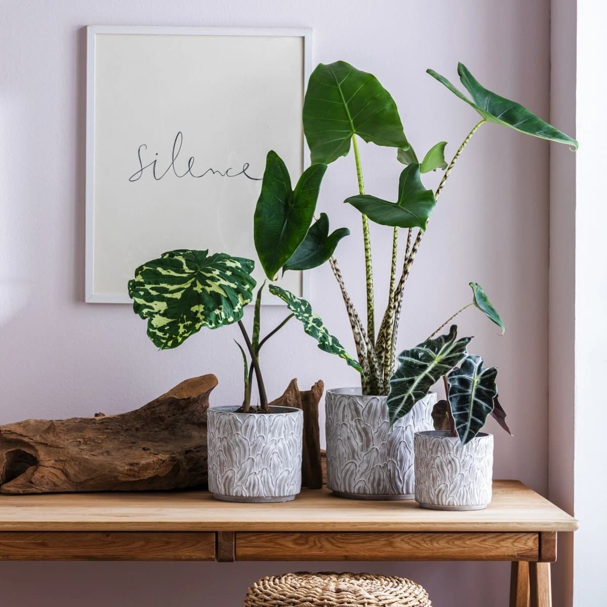 Alocasia