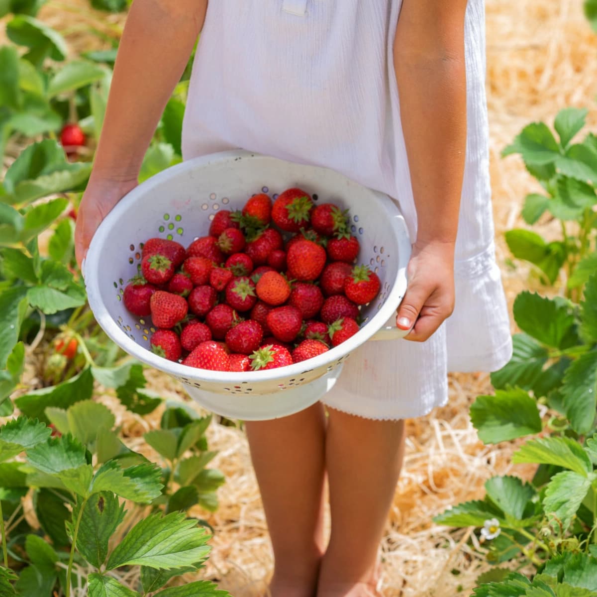 Erdbeeren