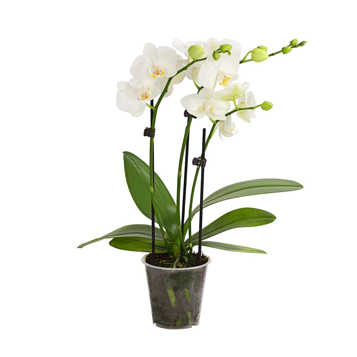 Orchideen