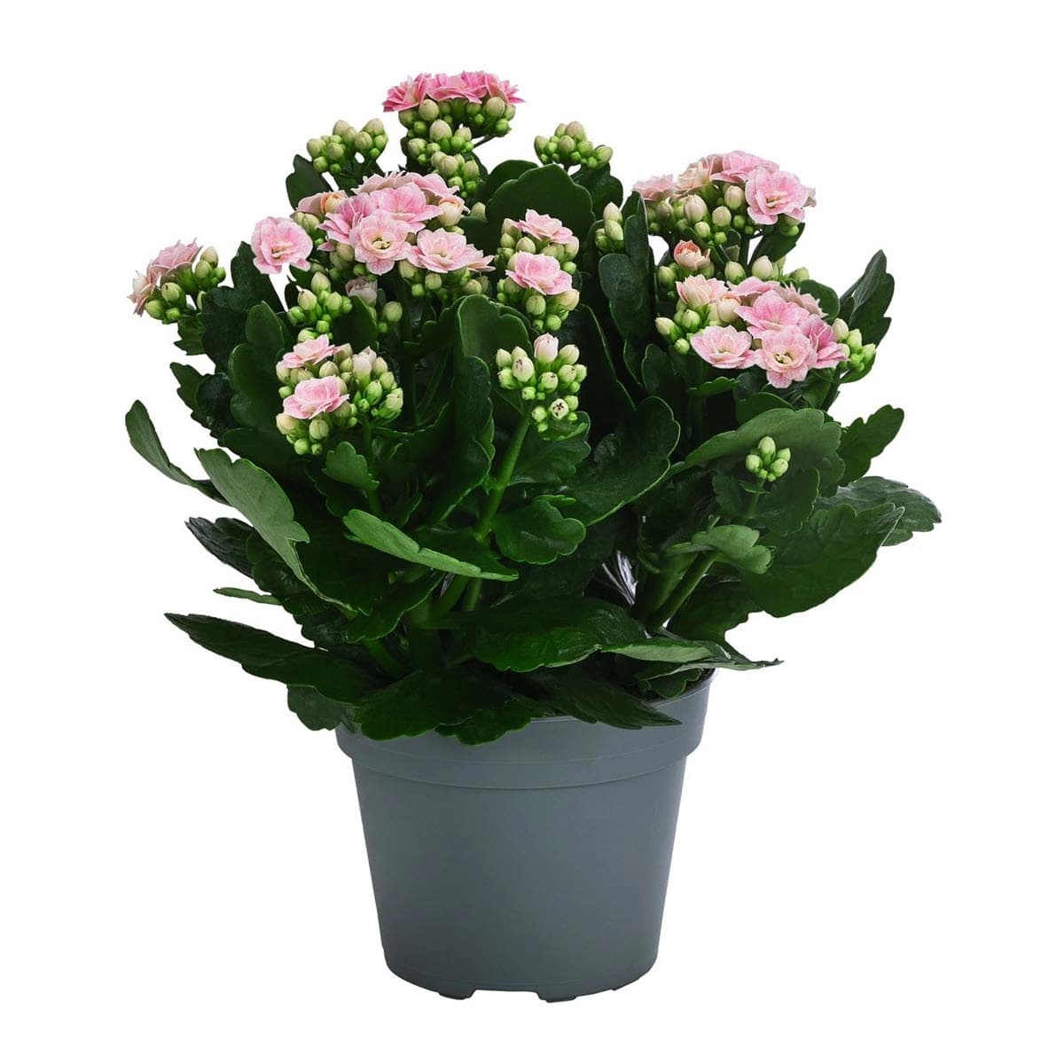 Kalanchoen
